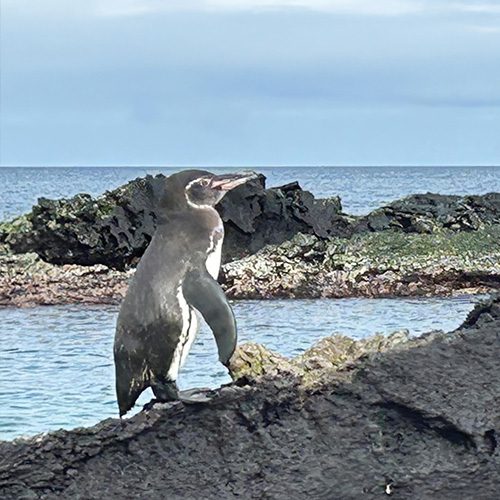 Bird Galapagos Islands Carol's Trips LLC