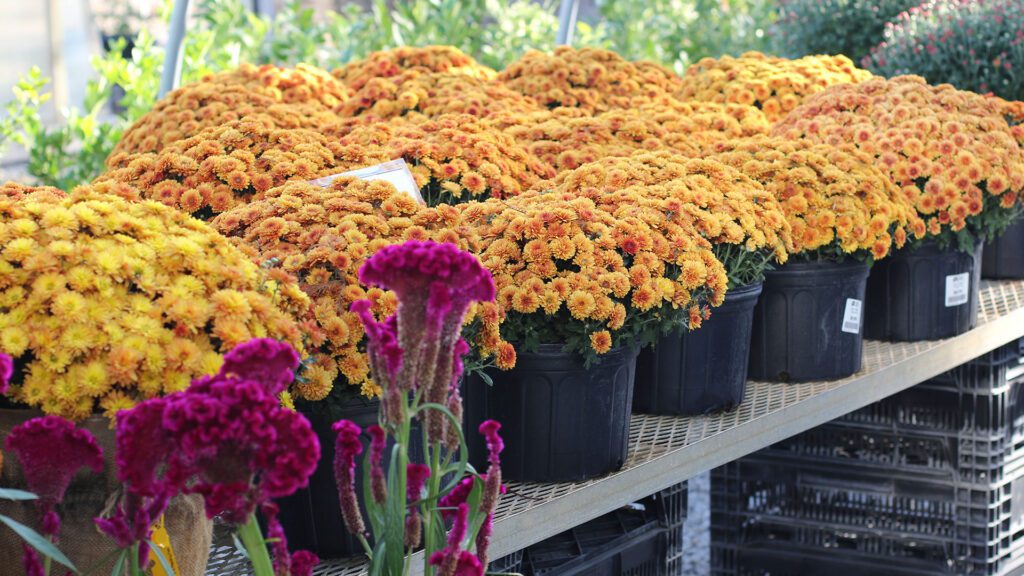 Bloomed mum plants Country Arbors Nursery