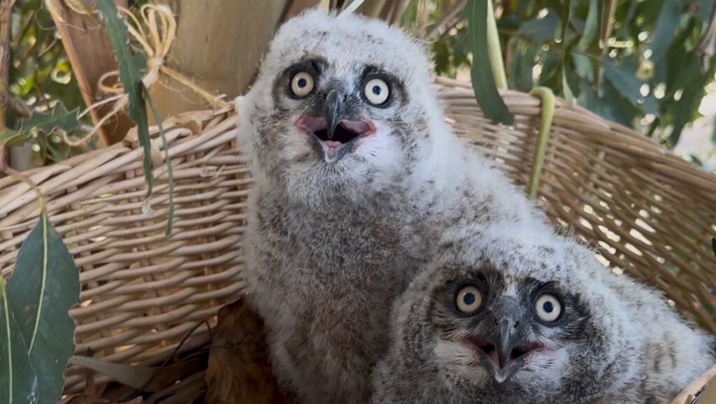 Owls of the Tri-Valley: Nature’s Nighttime Predators