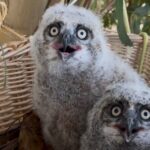 Owls of the Tri-Valley: Nature’s Nighttime Predators