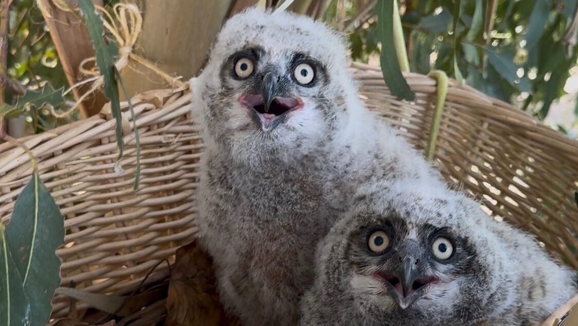Owls of the Tri-Valley: Nature's Nighttime Predators