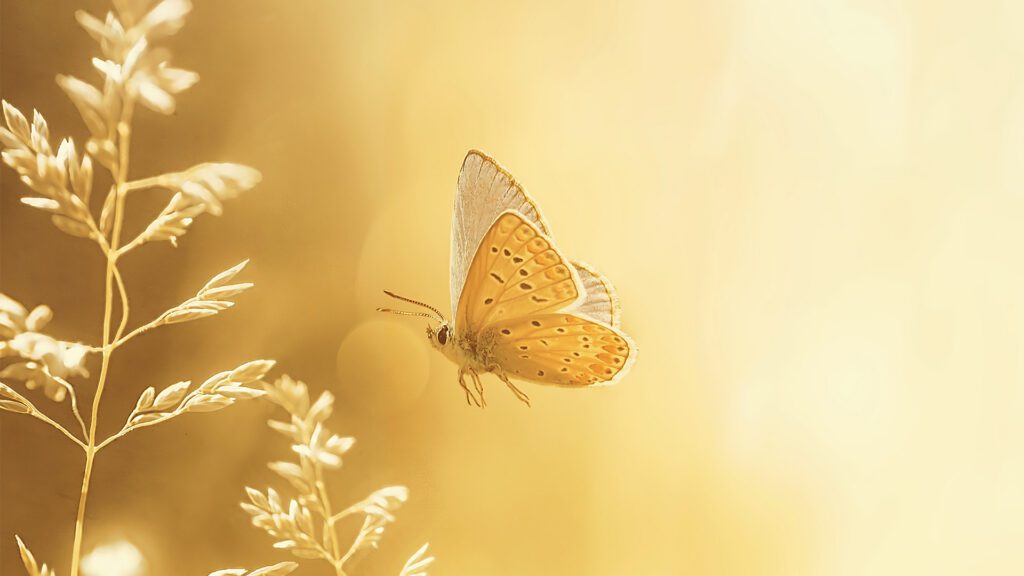 Finding Yourself Again: Reclaim Your Purpose