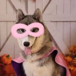 Fall Fun and Furry Friends at Camp Bow Wow – Clarkston