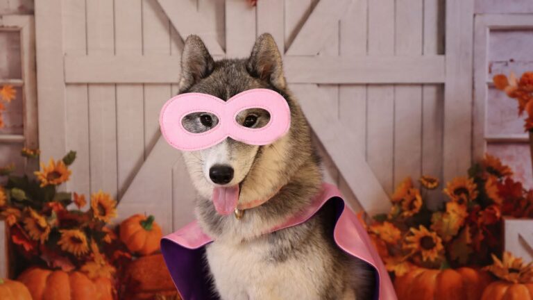 Fall Fun and Furry Friends at Camp Bow Wow – Clarkston