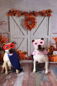 Camp Bow Wow (Dempsey) dogs in costumes