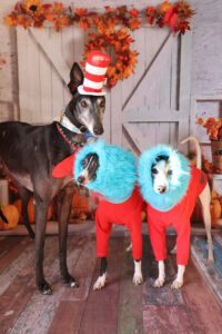 Camp Bow Wow (Dempsey) dogs in costumes