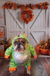 Camp Bow Wow (Dempsey) dogs in costumes