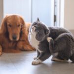 The Fall Itch: Why Your Pet’s Allergies May Get Worse This Time of Year