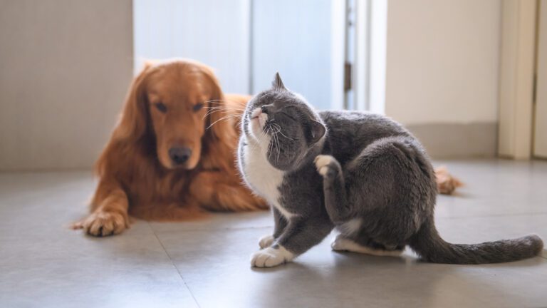 The Fall Itch: Why Your Pet’s Allergies May Get Worse This Time of Year