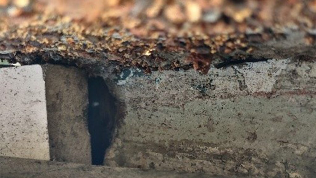 Weather + Opportunity = Activity: Understanding Seasonal Rodent Behavior and Prevention