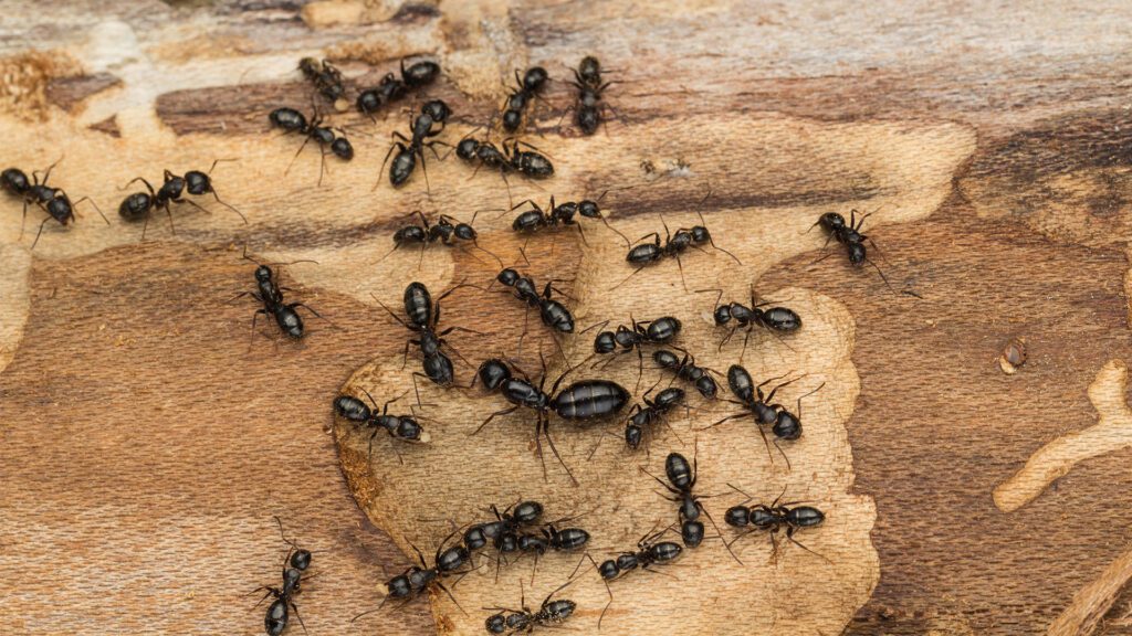 American Bio-Tech Wildlife Services: Oh No, Ants Again!