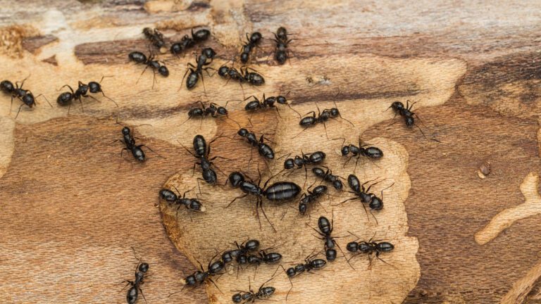 American Bio-Tech Wildlife Services: Oh No, Ants Again!