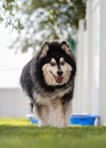 Coombs Kennels denali dog