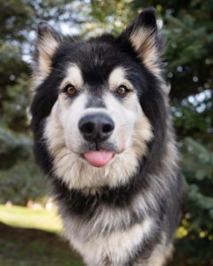Coombs Kennels denali dog