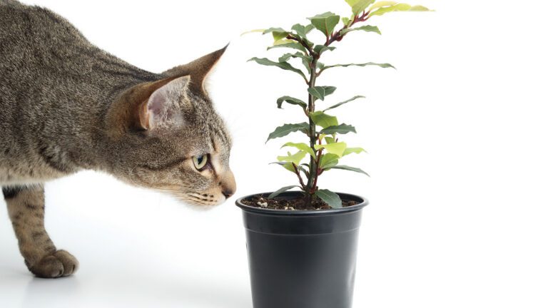 Household Dangers for Your Pet