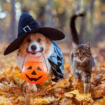 Fall Hazards and Halloween Safety for Pets