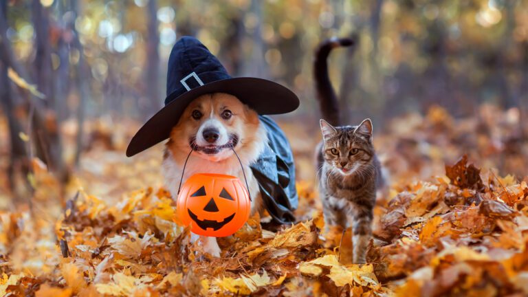 Fall Hazards and Halloween Safety for Pets