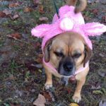 Fall Fun Times With Your Pups