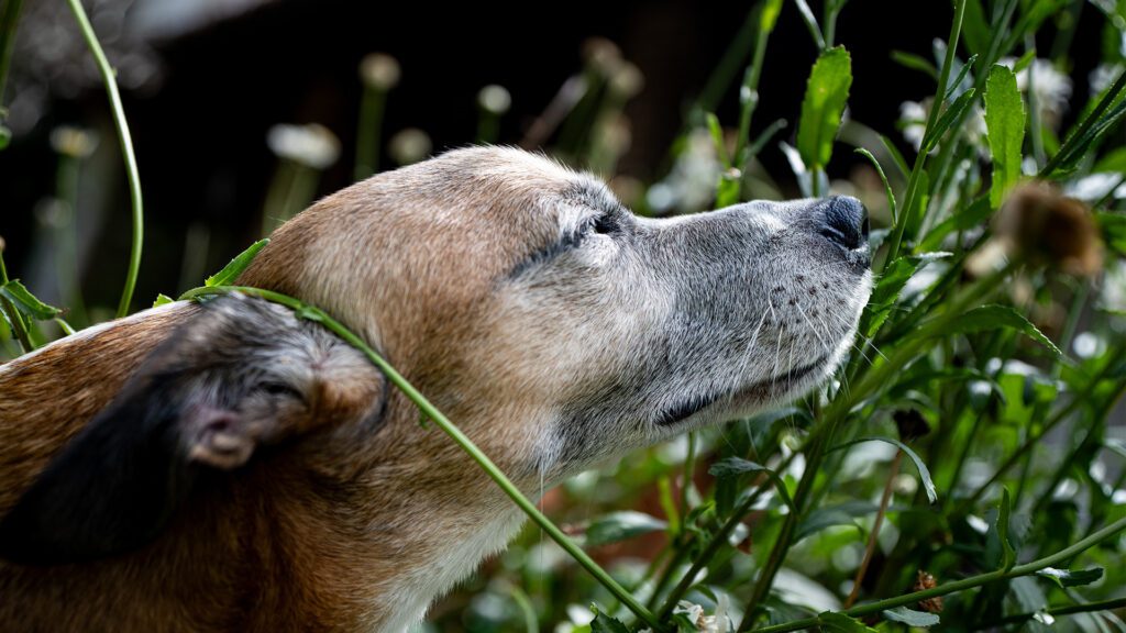 How to Make a Sensory Garden for Your Dog That Won’t Negatively Impact Resale Value