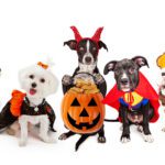 Halloween Safety for Pets