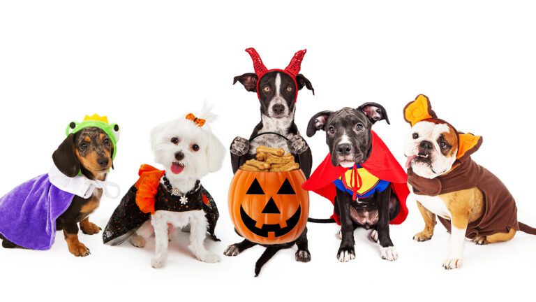 Halloween Treats: What’s Safe for Your Pet?