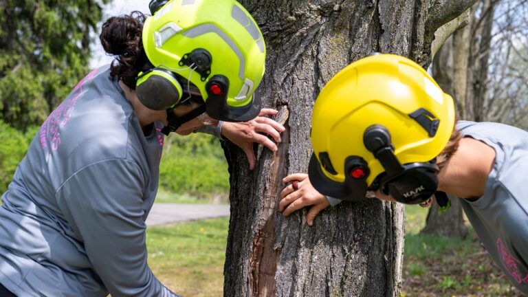 What Makes a Tree Hazardous?