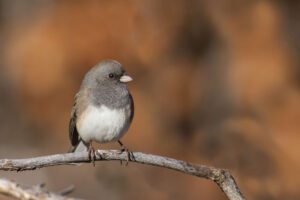 Fall Junco Arrival Wild Birds Unlimited (Eden Prairie)