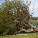 What to Do When a Storm Damages Your Trees: An Ohio Homeowner’s Guide