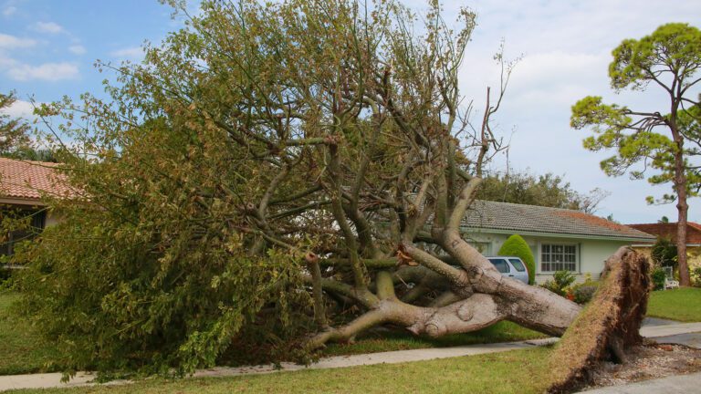 What to Do When a Storm Damages Your Trees: An Ohio Homeowner’s Guide