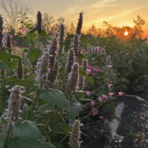 First Light, The Garden, 2026 Eagle House Botanicals