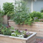 Outsmarting the Bunnies: Humane Ways to Protect Your Vegetable Garden