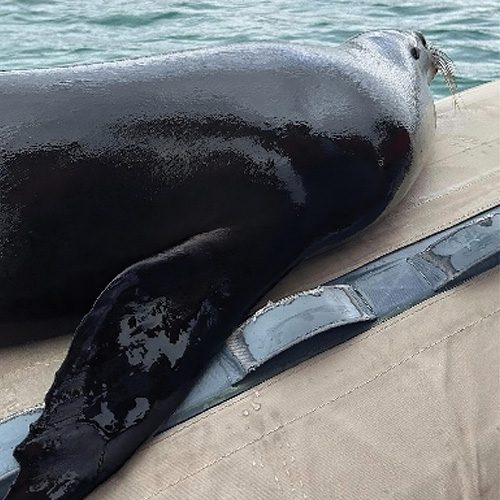 Galapagos Islands Carol's Trips LLC