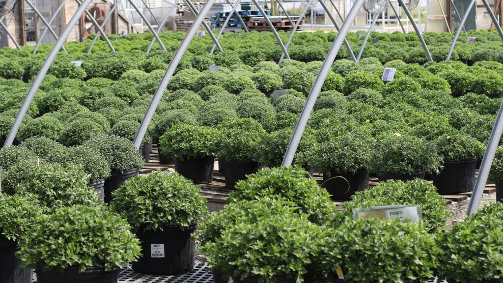 Green mum plants Country Arbors Nursery