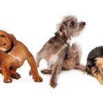 Understanding Pet Allergies: Atopic Dermatitis