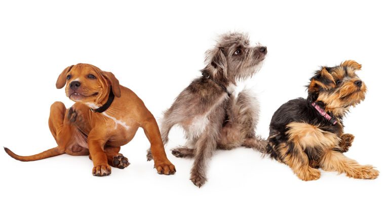 Understanding Pet Allergies: Atopic Dermatitis