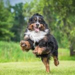 Keeping Your Dog at Their Best