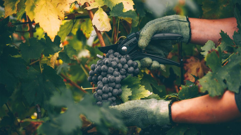 October: Where the Vintage Takes Shape