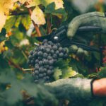 October: Where the Vintage Takes Shape
