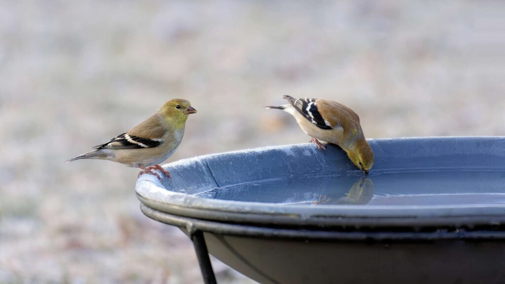 A Season of Change in the Bird World