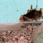 Rodent-Proofing Your Home Begins With Prevention