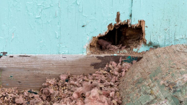 Rodent-Proofing Your Home Begins With Prevention