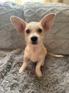 Ark Animal Hospital junie