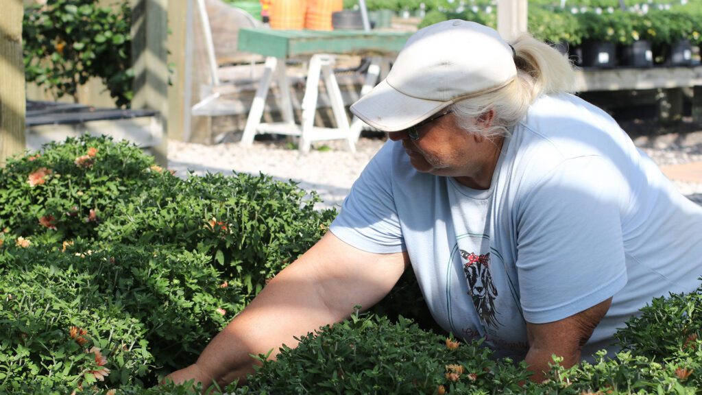 Keep Your Fall Mums Blooming All Season Long