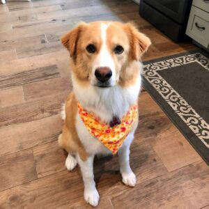 Ark Animal Hospital lottie