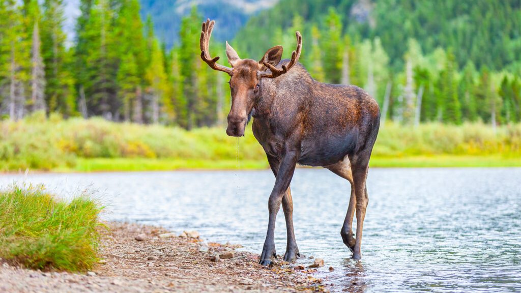 Moose