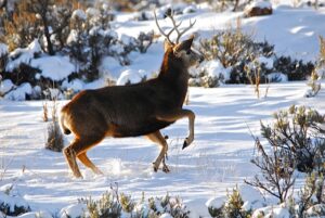 Mule deer Buck Shot 1 Swaner Preserve & EcoCenter