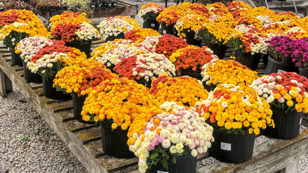 Mum plants on table Country Arbors Nursery