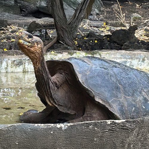 Old turtle Galapagos Islands Carol's Trips LLC