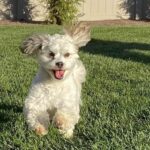 Olives Pet Pick of the Month: Annie Twitty
