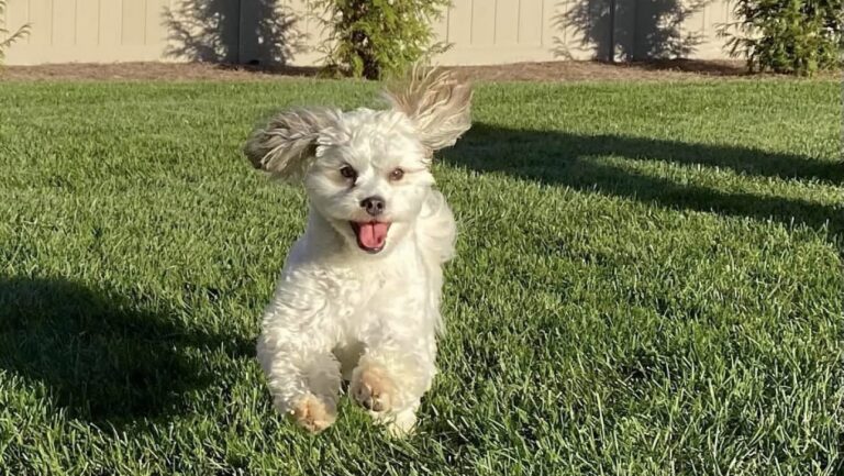 Olives Pet Pick of the Month: Annie Twitty